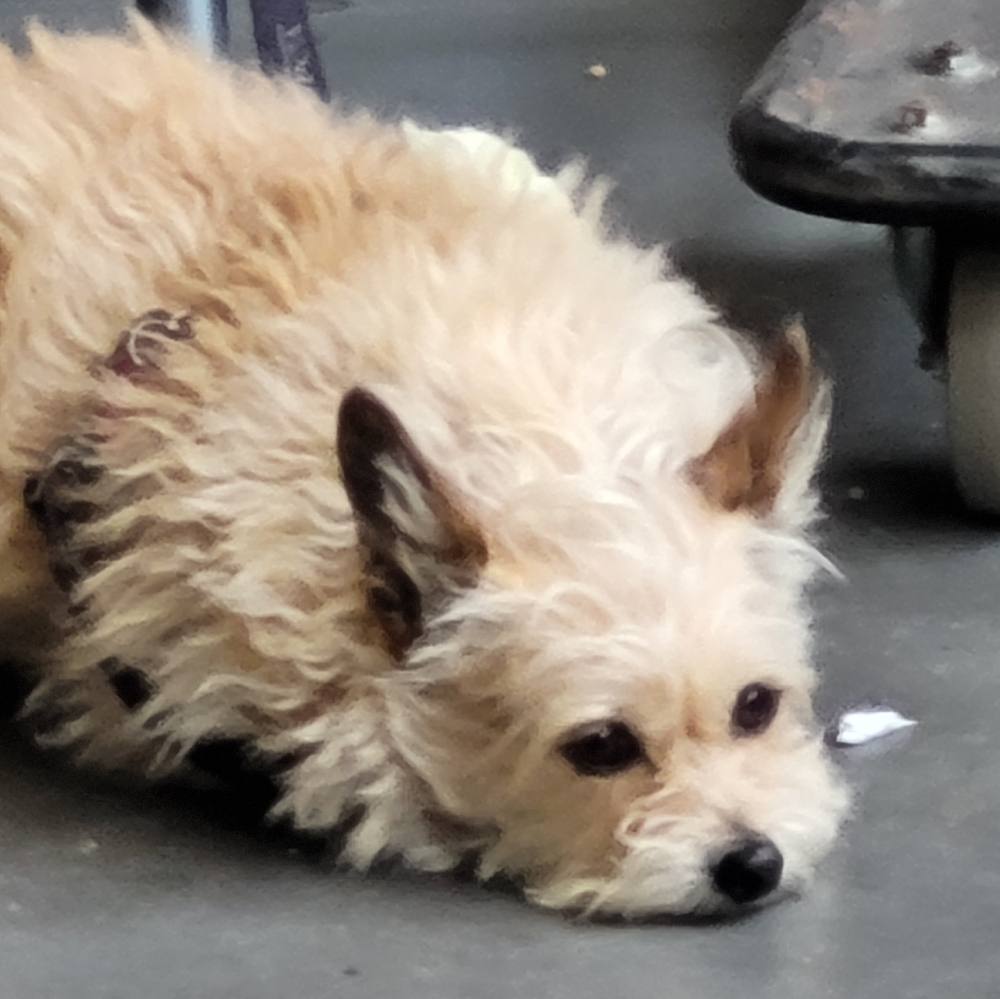 Meet your Posher, Azalea